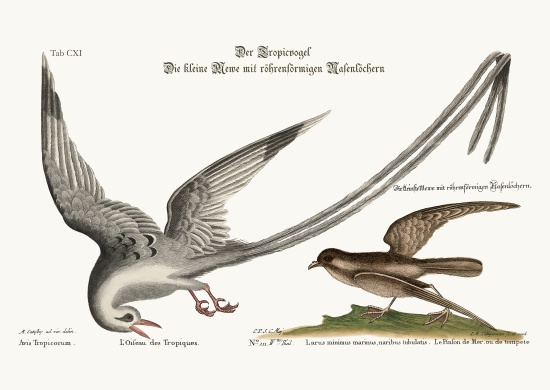 The Tropick Bird. The Storm-Finck or Pittrel a Mark Catesby