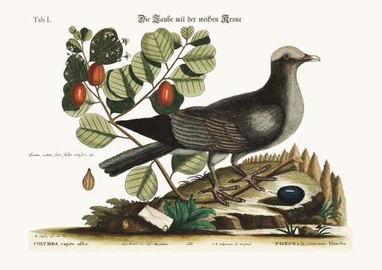 The white-crowned Pigeon a Mark Catesby