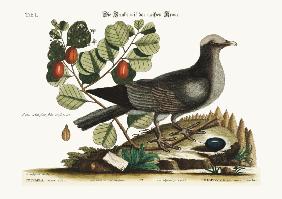 The white-crowned Pigeon
