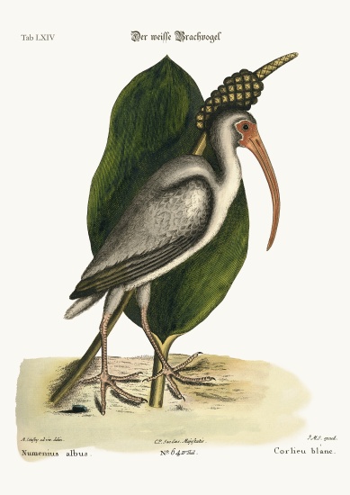 The white Curlew a Mark Catesby