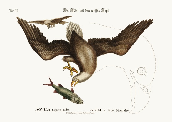 The white-headed Eagle a Mark Catesby