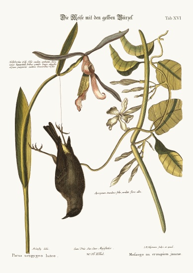 The Yellow-Rump a Mark Catesby
