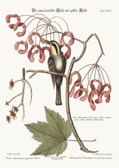 The yellow-throated Creeper a Mark Catesby