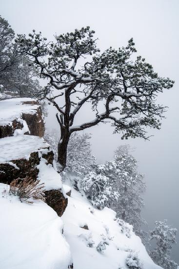 Tree, fog, canyon