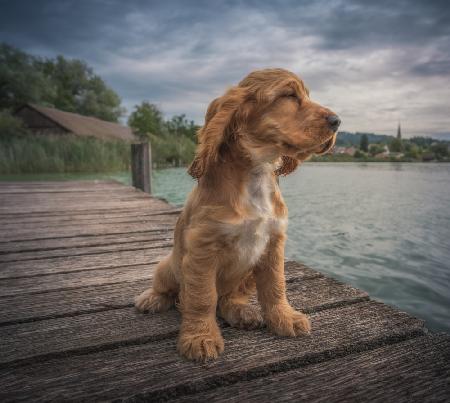 Nose in the wind