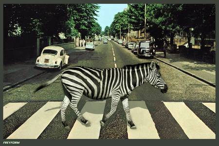 Passaggio di una zebra