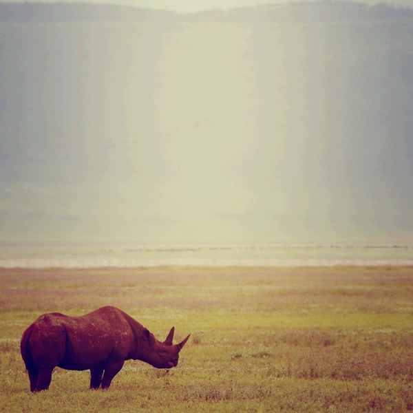 Rinoceronti a Lucas Martin