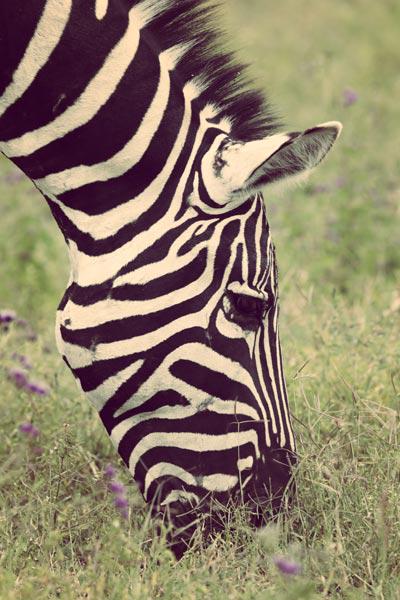Zebra (4)