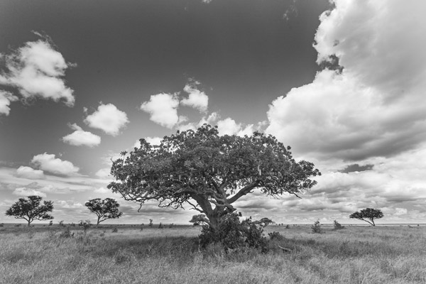 Albero (2) a Lucas Martin