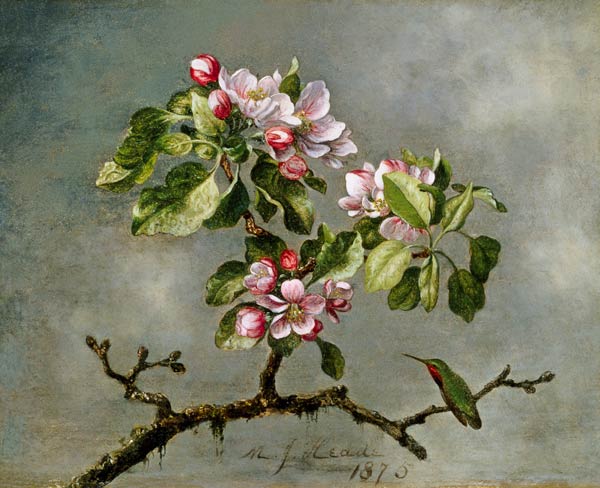 Apple Blossoms and a Hummingbird a Martin Johnson Heade