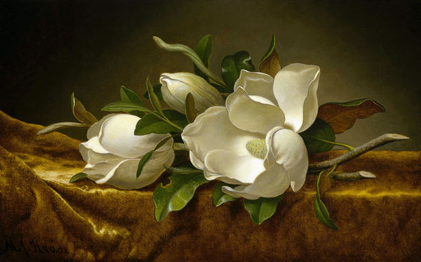 Magnolias on Gold Velvet Cloth a Martin Johnson Heade