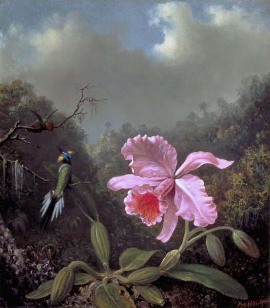 Still Life with an Orchid and a Pair of Hummingbirds a Martin Johnson Heade