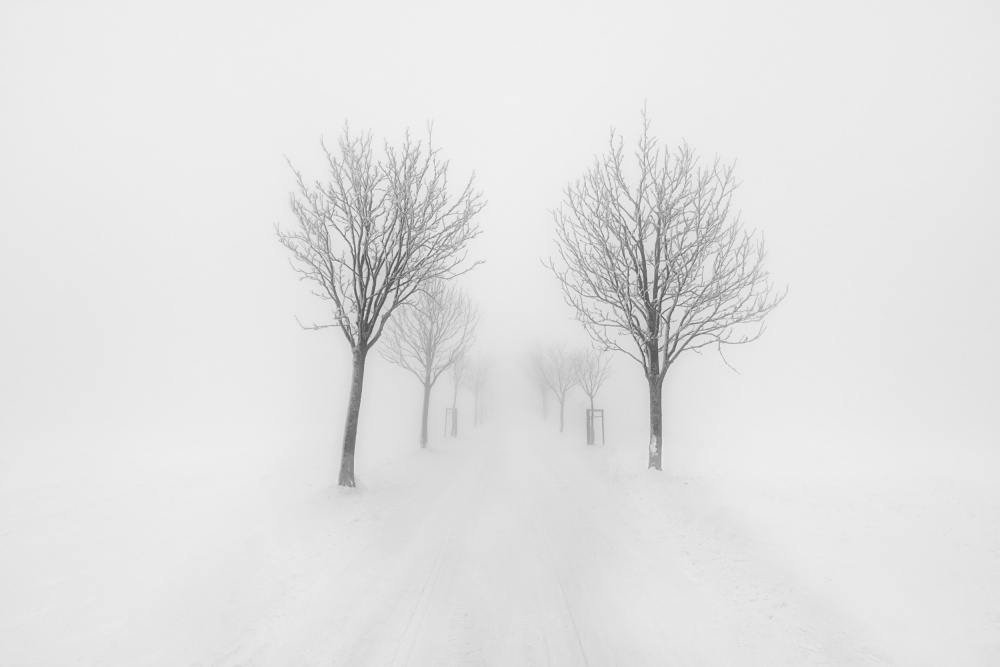 Trees in fog a Martin Morávek
