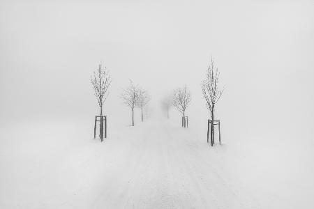 Trees in fog #3