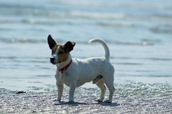 Hund und Meer a Martin Wöllner