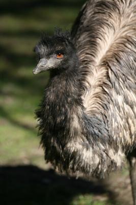 Großer Emu a Martina Berg