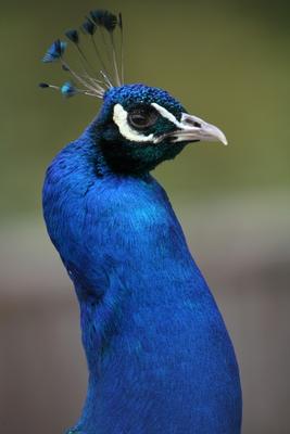 Blauer Pfau a Martina Berg