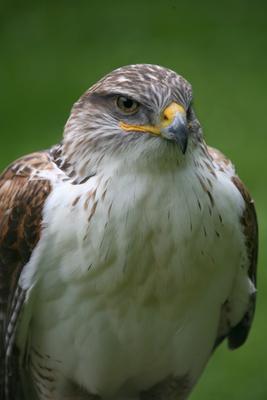 Königsrauhfußbussard a Martina Berg