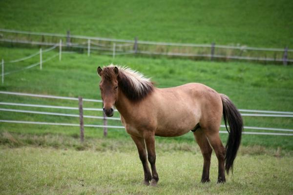 Haflinger a Martina Berg