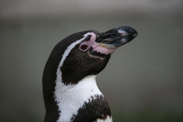Humboldt-Pinguin a Martina Berg