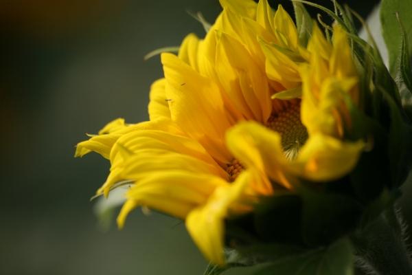 Sonnenblume a Martina Berg