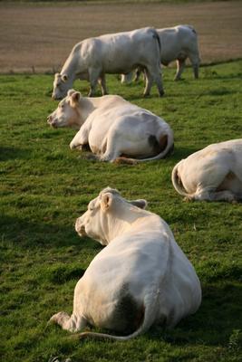 Glückliche Kühe