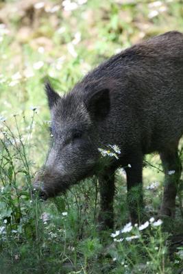 Schweinerei