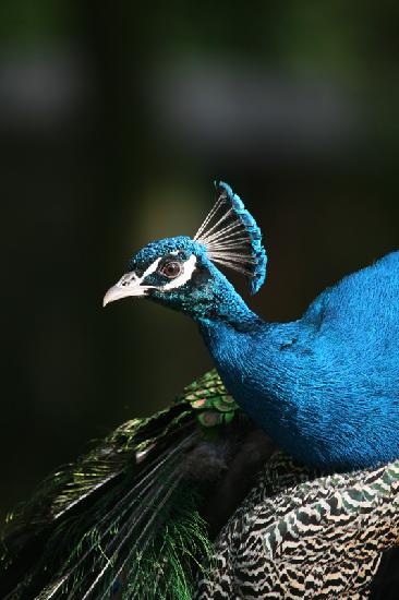 Pfau