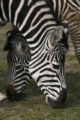 Zebras a Martina Berg