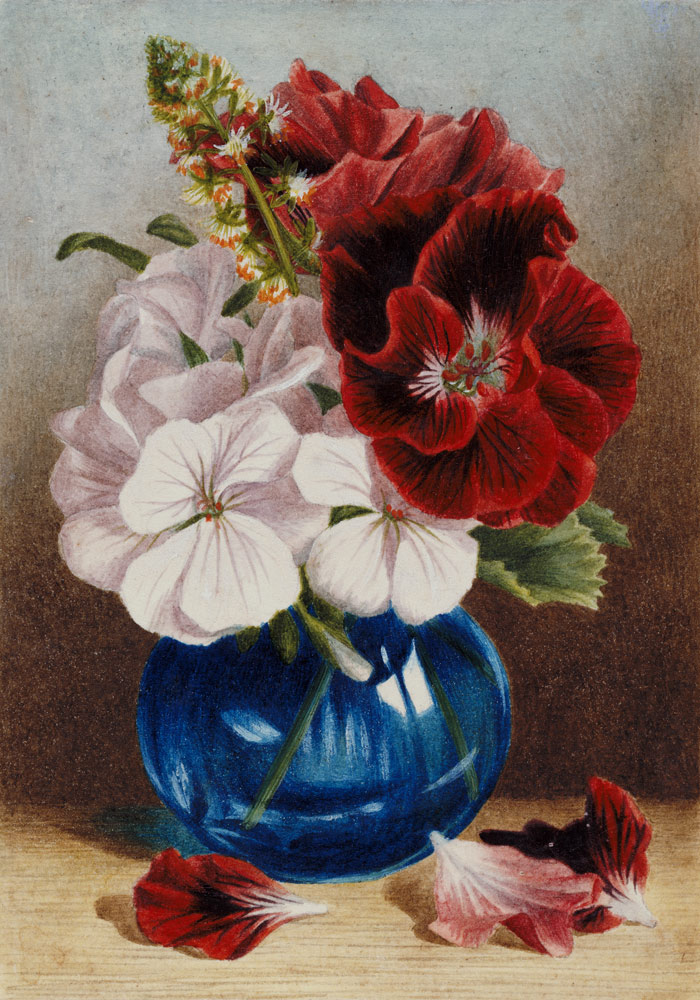 Claret and White Pelargoniums in a Blue Vase a Mary Elizabeth Duffield
