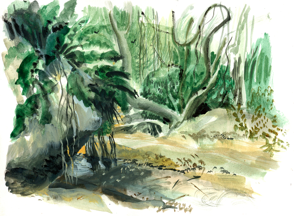 Jungle: Tyrona, Colombia a Mary Kuper