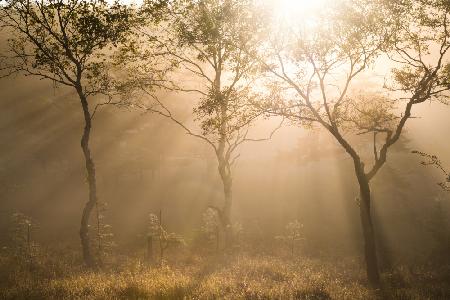 Three trees