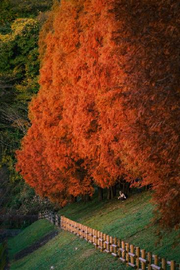 Under Metasequoia