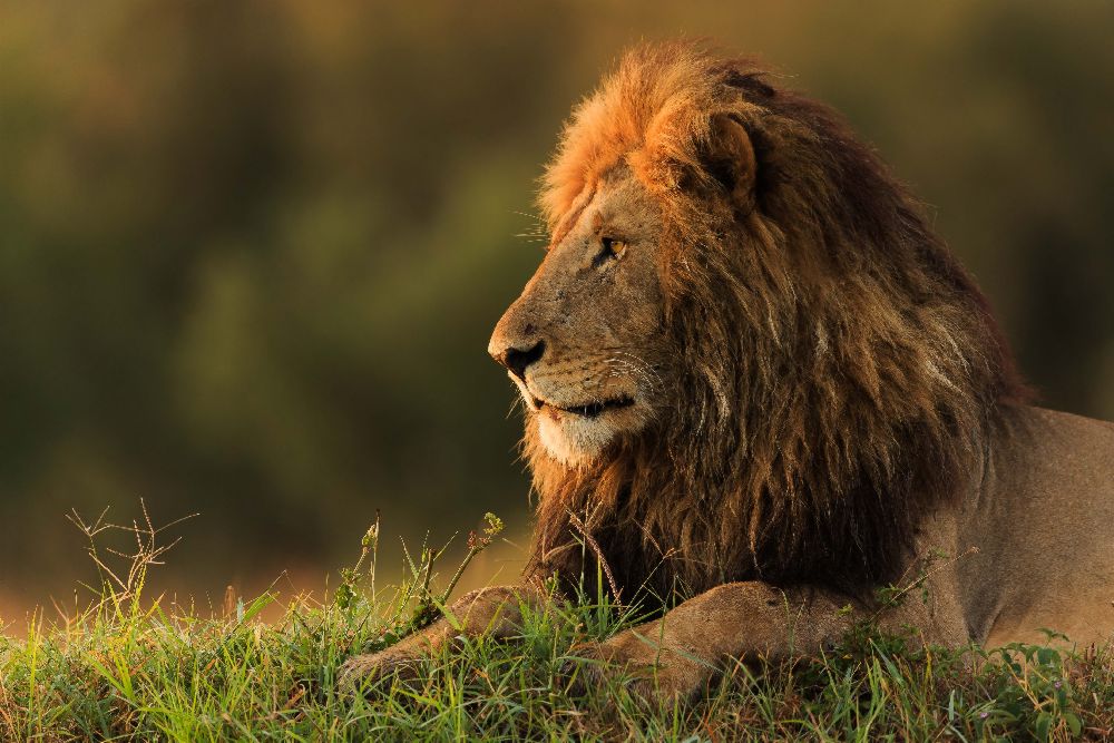 Male lion watching sunrise in Masai Mara a Massimo Mei