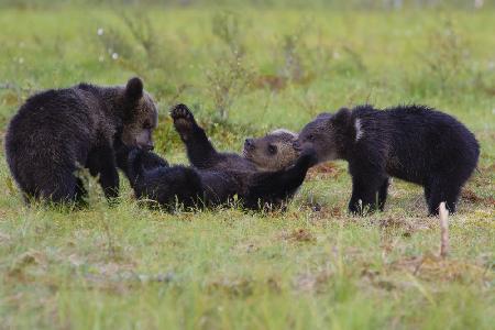 Bear games