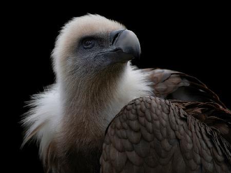 Gyps Fulvus - Griffon Vulture