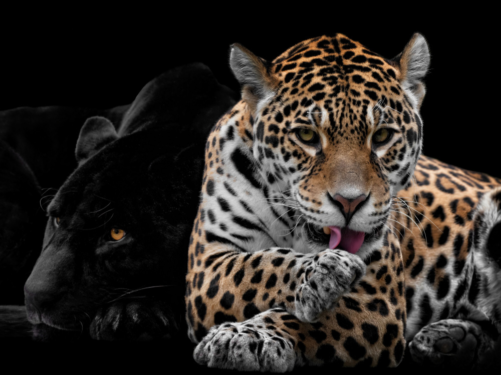 Mr and Mrs Jaguar - Panthera Onca a Mathilde Guillemot