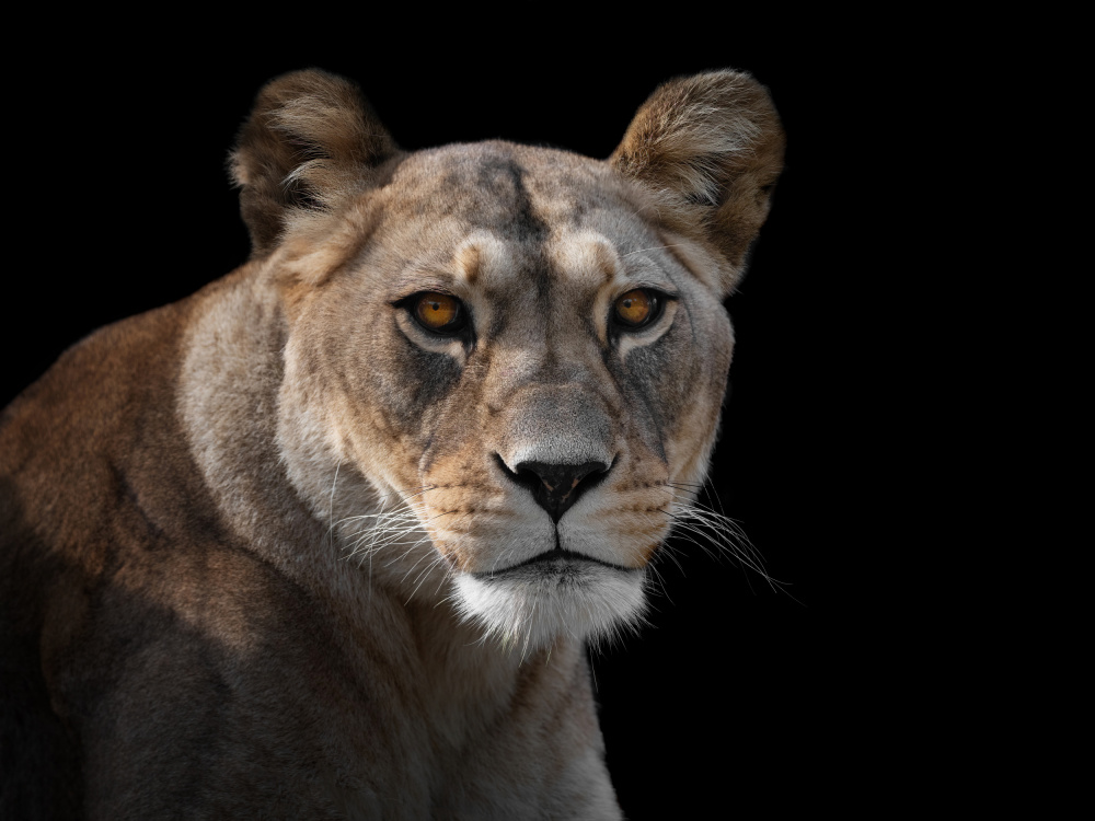 Lioness Portrait a Mathilde Guillemot