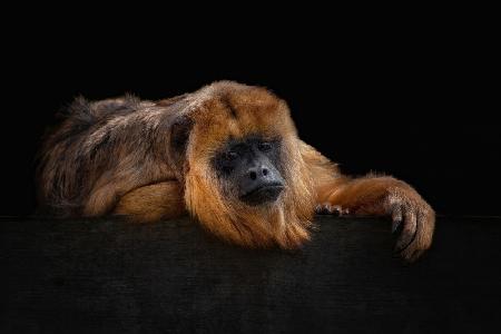 Im Bored - Baboune - Alouatta Macconnelli