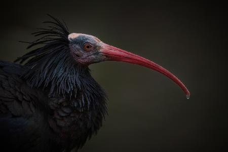 Northern Bald Ibis - Geronticus Eremita