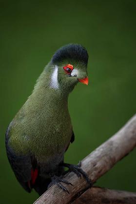 Strike a pose - White-cheeked Turaco