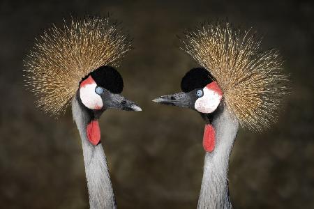 Grey Crowned Cranes Appointment