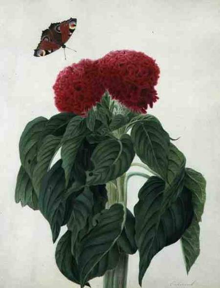 Celosia Argentea Cristata and Butterfly (w/c and gouache over pencil on vellum) a Matilda Conyers