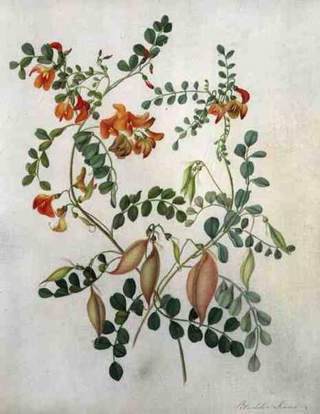 Colutea Arbordscens Media (w/c and gouache over pencil on vellum) a Matilda Conyers