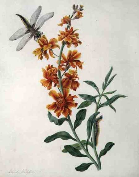 Erysium Cheiri with Dragonfly and Caterpillar (w/c and gouache over pencil on vellum) a Matilda Conyers