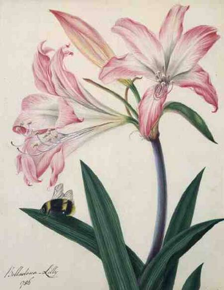 Lilium Belladonna and Bee a Matilda Conyers