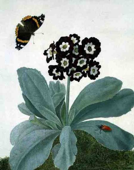 Primula Auricula with Butterfly and Beetle a Matilda Conyers