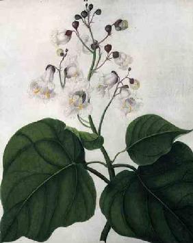 Catalpa Speciosa (w/c and gouache over pencil on vellum)