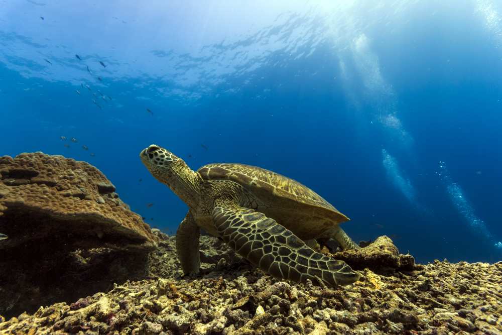 Marine turtle a Mato P.