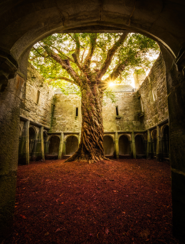 &quot;Muckross Abbey - Tree of Life&quot; a Matt Anderson